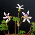 /album/botanicke-druhy/pelargonium-iocastum-44-jpg/